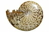 Polished Ammonite (Cleoniceras) Fossil - Madagascar #352354-1